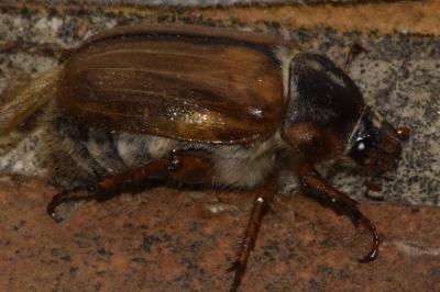 <i>Amphimallon solstitiale</i>