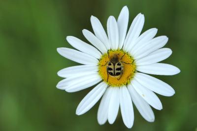 <i>Trichius gallicus</i>