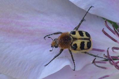 <i>Trichius gallicus</i>