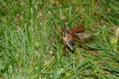 <i>Melolontha melolontha</i>