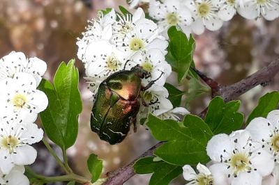 <i>Cetonia aurata</i>
