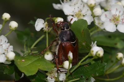 <i>Melolontha melolontha</i>