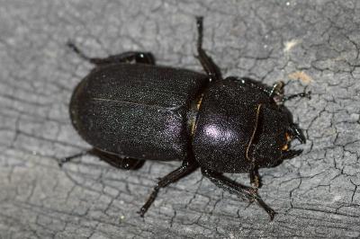<i>Dorcus parallelipipedus</i>