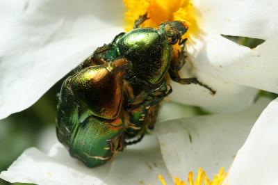 <i>Cetonia aurata</i>