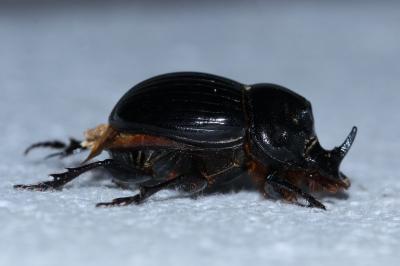 <i>Copris lunaris</i>