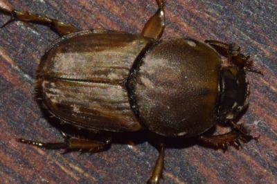<i>Euoniticellus fulvus</i>