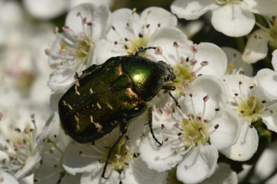 <i>Cetonia aurata</i>