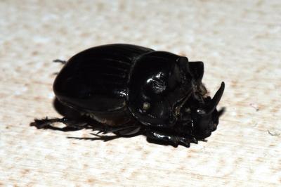 <i>Copris lunaris</i>