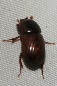 <i>Acrossus rufipes</i>