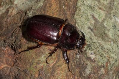 <i>Oryctes nasicornis</i>
