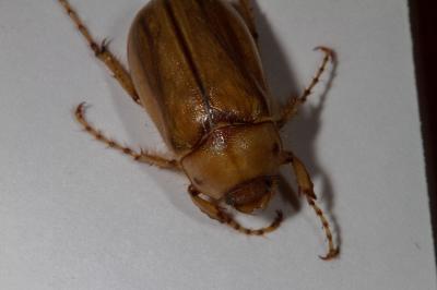 <i>Rhizotrogus aestivus</i>