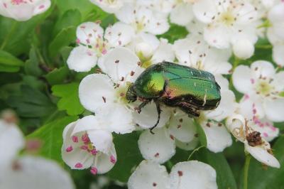 <i>Cetonia aurata</i>