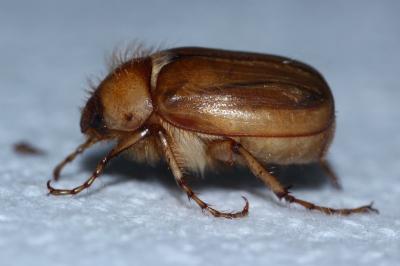 <i>Rhizotrogus marginipes</i>