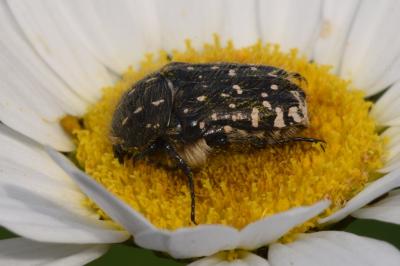 <i>Oxythyrea funesta</i>