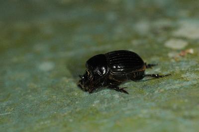 <i>Copris lunaris</i>
