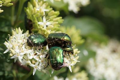 <i>Cetonia aurata</i>