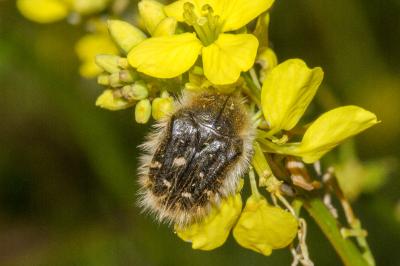 <i>Tropinota squalida</i>