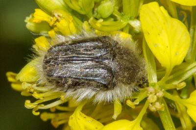 <i>Tropinota squalida</i>