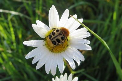 <i>Trichius gallicus</i>