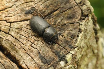 <i>Dorcus parallelipipedus</i>