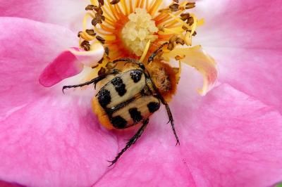 <i>Trichius gallicus</i>