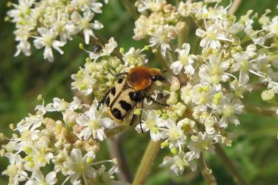 <i>Trichius gallicus</i>