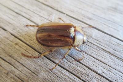 <i>Rhizotrogus aestivus</i>