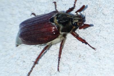<i>Melolontha melolontha</i>