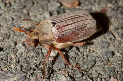 <i>Melolontha melolontha</i>