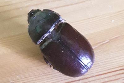 <i>Oryctes nasicornis</i>