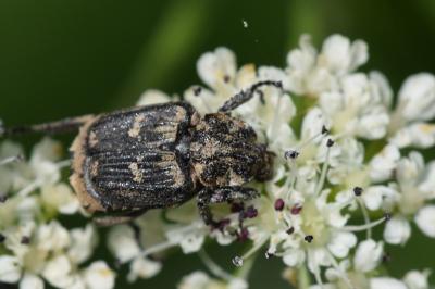 <i>Valgus hemipterus</i>