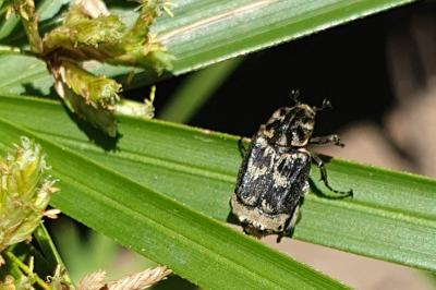 <i>Valgus hemipterus</i>