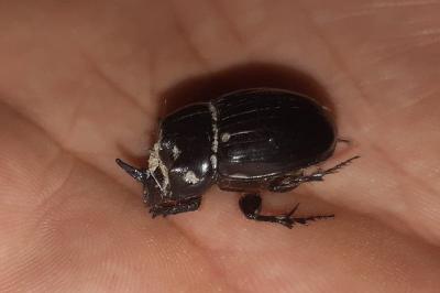 <i>Copris lunaris</i>