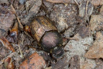 <i>Onthophagus vacca</i>