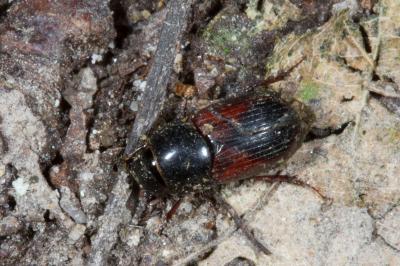 <i>Biralus satellitius</i>