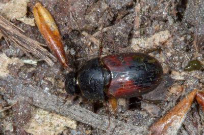 <i>Biralus satellitius</i>