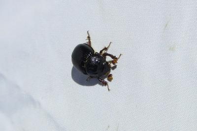<i>Odonteus armiger</i>