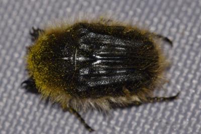<i>Tropinota squalida</i>