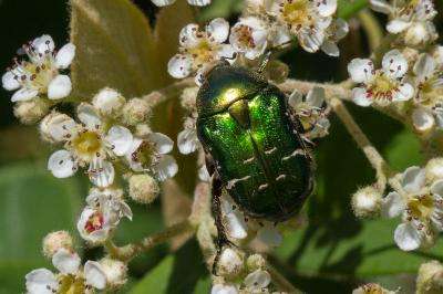 <i>Cetonia aurata</i>