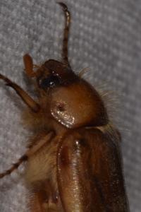 <i>Rhizotrogus marginipes</i>