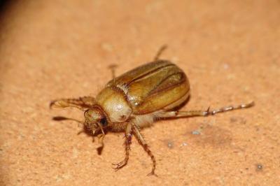 <i>Rhizotrogus marginipes</i>