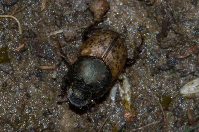 <i>Onthophagus vacca</i>