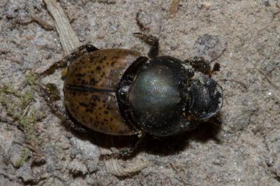 <i>Onthophagus vacca</i>