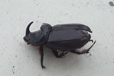 <i>Oryctes nasicornis</i>