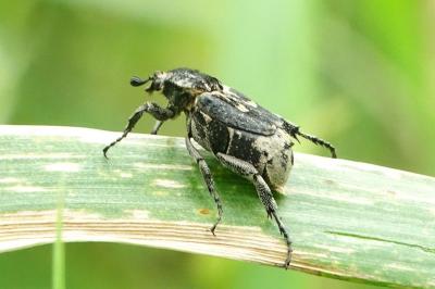 <i>Valgus hemipterus</i>