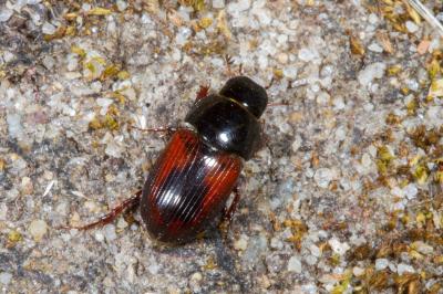 <i>Biralus satellitius</i>
