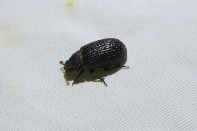 <i>Trox perrisi</i>
