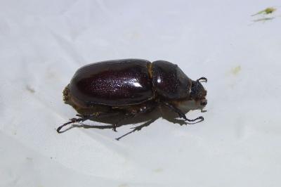 <i>Oryctes nasicornis</i>