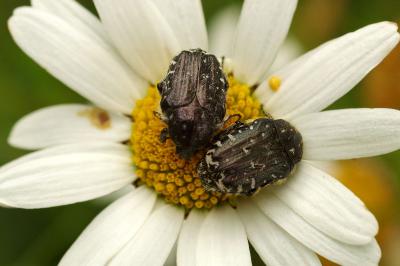 <i>Oxythyrea funesta</i>