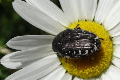 <i>Oxythyrea funesta</i>